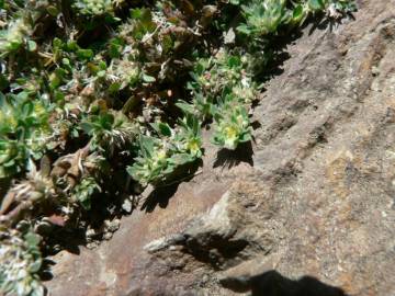 Fotografia da espécie Paronychia polygonifolia