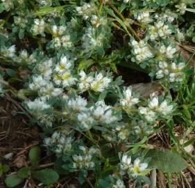 Fotografia da espécie Paronychia polygonifolia