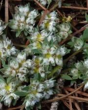 Fotografia da espécie Paronychia polygonifolia