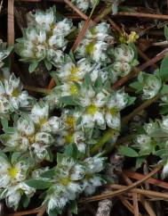 Paronychia polygonifolia