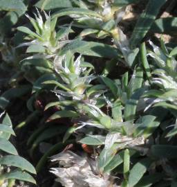 Fotografia da espécie Paronychia polygonifolia