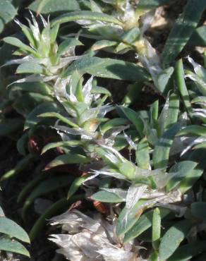 Fotografia 8 da espécie Paronychia polygonifolia no Jardim Botânico UTAD