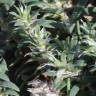 Fotografia 8 da espécie Paronychia polygonifolia do Jardim Botânico UTAD