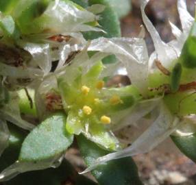 Fotografia da espécie Paronychia polygonifolia