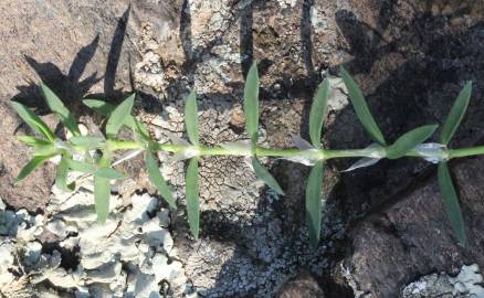 Fotografia da espécie Paronychia polygonifolia