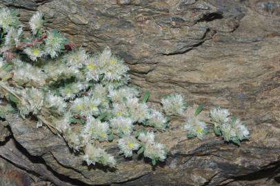 Fotografia da espécie Paronychia polygonifolia