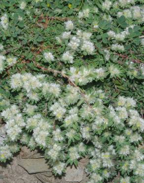 Fotografia 13 da espécie Paronychia polygonifolia no Jardim Botânico UTAD