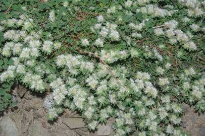 Fotografia da espécie Paronychia polygonifolia