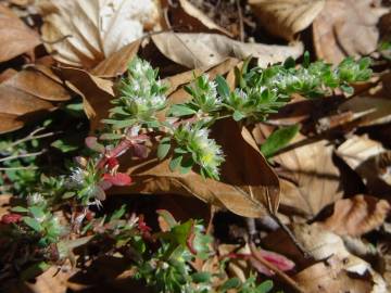 Fotografia da espécie Paronychia polygonifolia