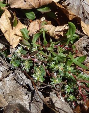 Fotografia 16 da espécie Paronychia polygonifolia no Jardim Botânico UTAD