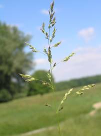 Fotografia da espécie Poa angustifolia