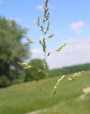 Fotografia 1 da espécie Poa angustifolia no Jardim Botânico UTAD