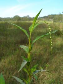 Fotografia da espécie Polygonum hydropiper