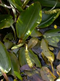 Fotografia da espécie Potamogeton polygonifolius