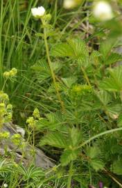 Fotografia da espécie Potentilla rupestris