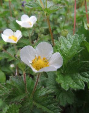 Fotografia 5 da espécie Potentilla rupestris no Jardim Botânico UTAD