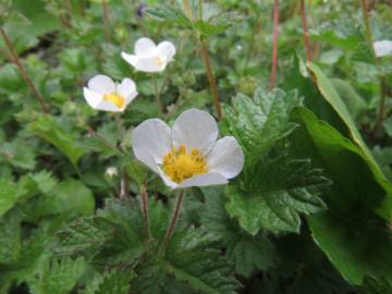 Fotografia da espécie Potentilla rupestris