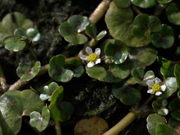 Fotografia da espécie Ranunculus hederaceus