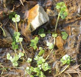 Fotografia da espécie Ranunculus hederaceus