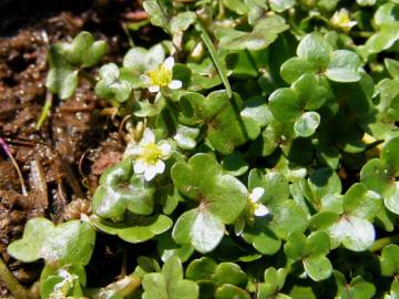 Fotografia da espécie Ranunculus hederaceus