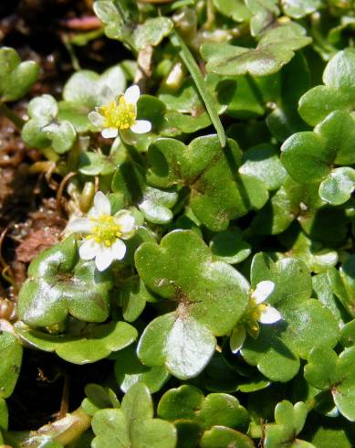 Fotografia de capa Ranunculus hederaceus - do Jardim Botânico