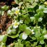 Fotografia 1 da espécie Ranunculus hederaceus do Jardim Botânico UTAD