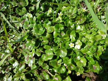 Fotografia da espécie Ranunculus hederaceus