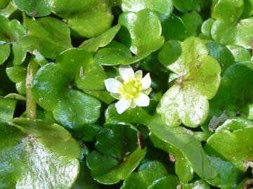 Fotografia da espécie Ranunculus hederaceus