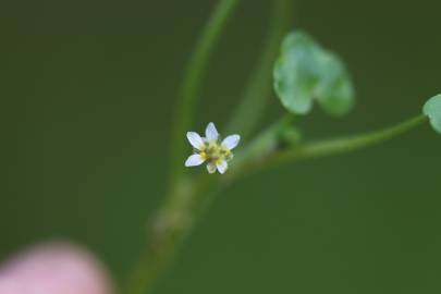 Fotografia da espécie Ranunculus hederaceus