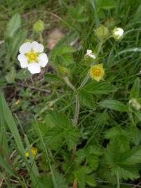 Fotografia da espécie Potentilla rupestris