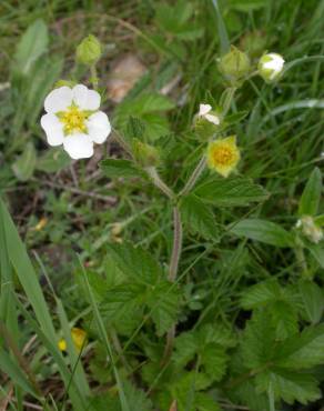 Fotografia 7 da espécie Potentilla rupestris no Jardim Botânico UTAD