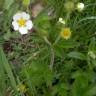 Fotografia 7 da espécie Potentilla rupestris do Jardim Botânico UTAD