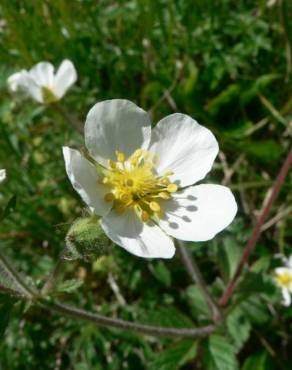 Fotografia 8 da espécie Potentilla rupestris no Jardim Botânico UTAD