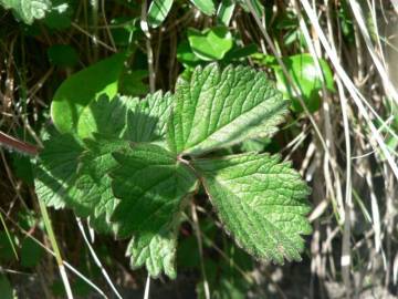 Fotografia da espécie Potentilla rupestris