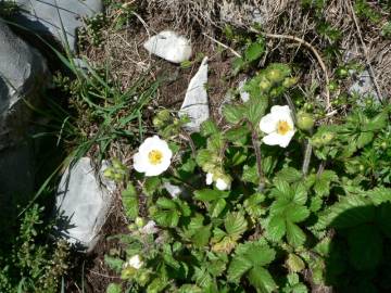 Fotografia da espécie Potentilla rupestris