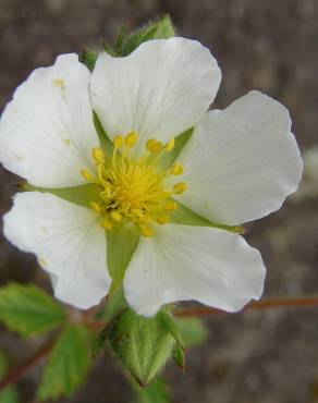 Fotografia 1 da espécie Potentilla rupestris no Jardim Botânico UTAD