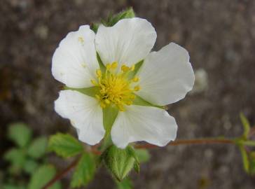 Fotografia da espécie Potentilla rupestris