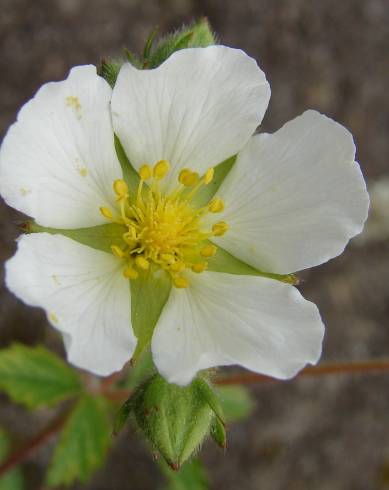 Fotografia de capa Potentilla rupestris - do Jardim Botânico