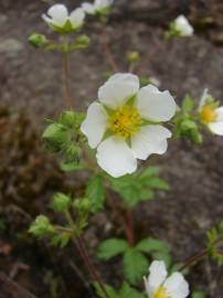 Fotografia da espécie Potentilla rupestris