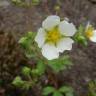 Fotografia 11 da espécie Potentilla rupestris do Jardim Botânico UTAD