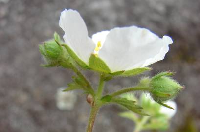 Fotografia da espécie Potentilla rupestris