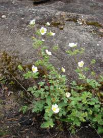 Fotografia da espécie Potentilla rupestris