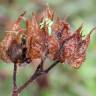 Fotografia 6 da espécie Cistus inflatus do Jardim Botânico UTAD