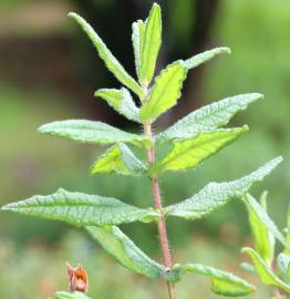 Fotografia da espécie Cistus inflatus