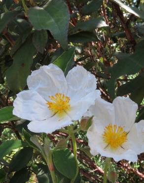 Fotografia 6 da espécie Cistus laurifolius no Jardim Botânico UTAD