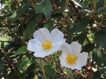 Fotografia da espécie Cistus laurifolius