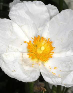 Fotografia 7 da espécie Cistus laurifolius no Jardim Botânico UTAD