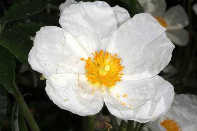 Fotografia da espécie Cistus laurifolius