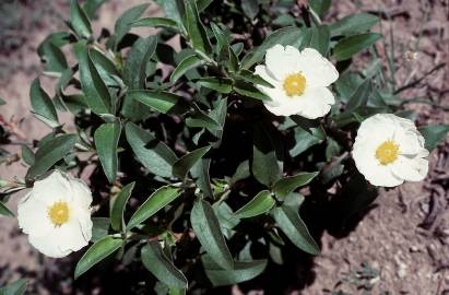 Fotografia da espécie Cistus laurifolius