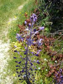 Fotografia da espécie Scilla hyacinthoides